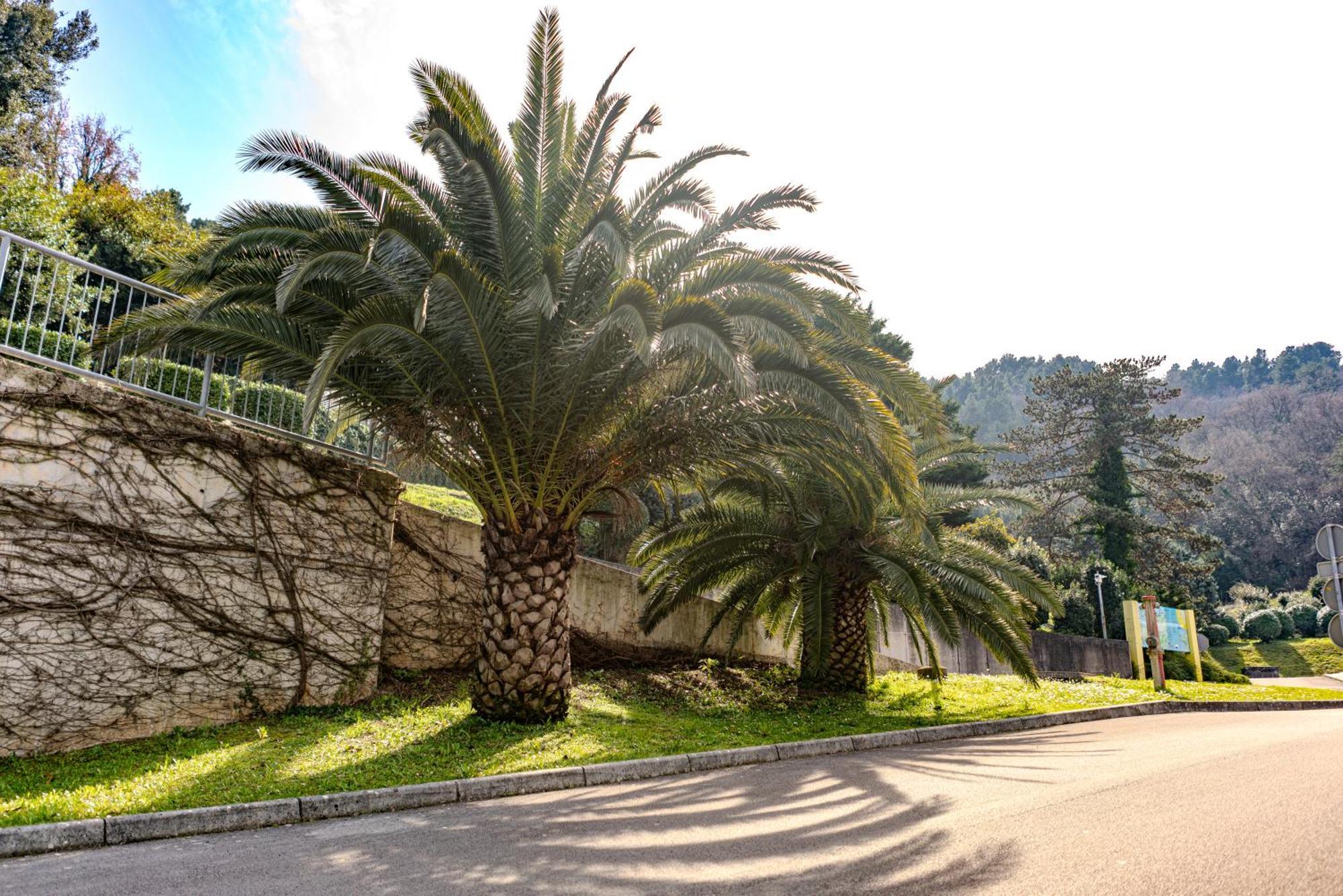Villa Yadranka With Sea View Strunjan Exterior photo